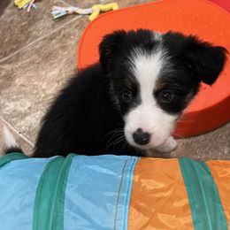 Girl 2 Fame - Tri-color Border Collie puppy in Rolla, Missouri from Elysian Border Collies, LLC.
