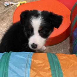 Girl 2 Fame - Tri-color Border Collie puppy in Rolla, Missouri from Elysian Border Collies, LLC.