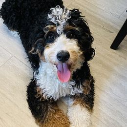 Doc - Bernedoodle