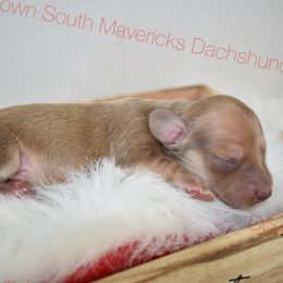 Shaded Cream - Cream male Dachshund puppy in Seminary, Mississippi from Down South Mavericks Dachshunds