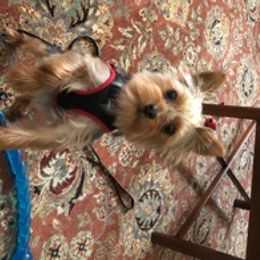 Yorkshire Terrier Puppies from Blue Belle Baby Yorkies