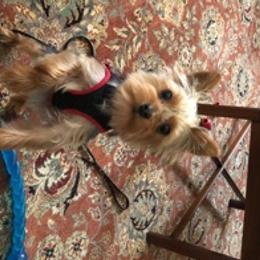 Yorkshire Terrier Puppies from Blue Belle Baby Yorkies