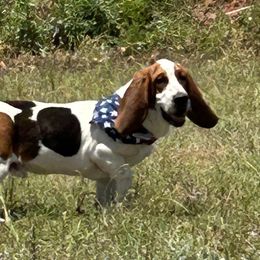 Basset Hounds from R&D basset barn