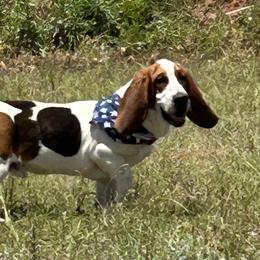 Basset Hounds from R&D basset barn