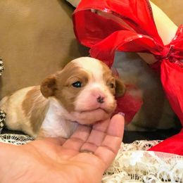 Cavalier King Charles Spaniel Puppies from Amber Field Cavaliers