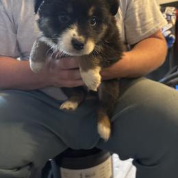 Blue collar - Black tri-color female Australian Shepherd puppy in Defuniak Springs, Florida from Blue Cypress Stock dogs