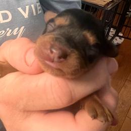 Girl 1 - Black and tan female Cavapoo puppy in Fairmont, West Virginia from Robin Nelson