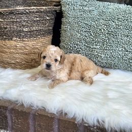 Meet Winston :) - Cream male Cavapoo puppy in Centerville, Iowa from Barnyard Dachshunds, Dals & Doodles