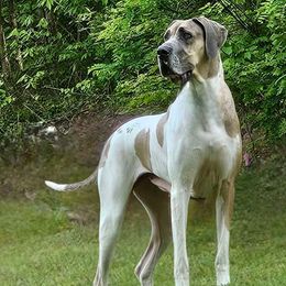 Great Danes from North Cedar Danes