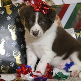 Dr. Pepper - Red male Border Collie puppy in Richmond, Maine from Lil Maine Border Collies