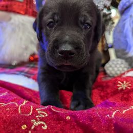 Labrador Retriever Puppies from Starfire Labradors