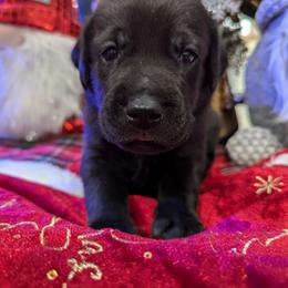 Labrador Retriever Puppies from Starfire Labradors