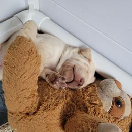 Mr Blue - Fynn - Yellow male Labrador Retriever puppy in Deary, Idaho from Sunset Pines Labradors