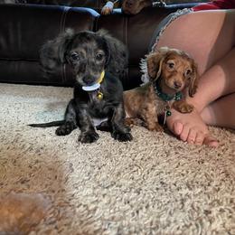 Dachshund Puppies from M.H.P Dachshunds