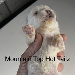 Lucy - White female Morkie puppy in Taylorsville, North Carolina from Mountain Top Hot Tailz
