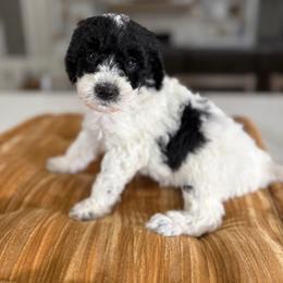 Yellow collar - Black and white male Cavapoo puppy in Indiahoma, Oklahoma from Farm Fresh Doodles