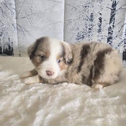 Boy 2 - Blue merle male Australian Shepherd puppy in Lakeland, Florida from Diamond P Australian Shepherds