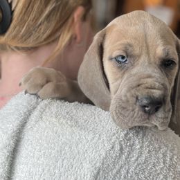 Iris - Blue Great Dane puppy in Marlow, New Hampshire from Fox Hill Danes