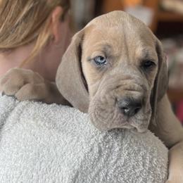 Iris - Blue Great Dane puppy in Marlow, New Hampshire from Fox Hill Danes