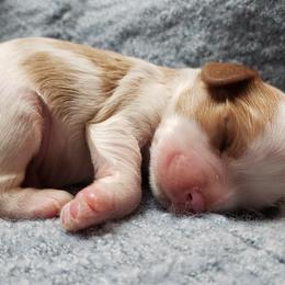 Cavalier King Charles Spaniel Puppies from Heritage Garden Cavaliers
