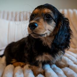 West - Black and cream female Dachshund puppy in Temecula, California from Naomi Magee's Dachshund Kennel