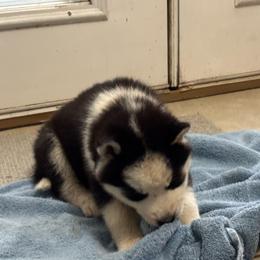 Boy 1 - Black and white male Siberian Husky puppy in Semmes, Alabama from K & R Huskies