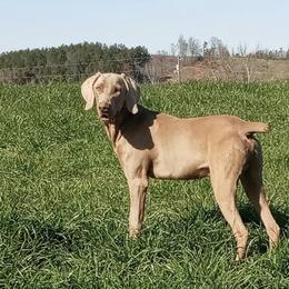 Weimaraners from Shirey's Weimaraner Kennel
