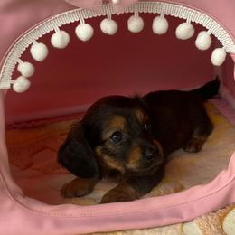 MIRA - Black and tan female Dachshund puppy in Elizabethtown, Kentucky from Teeny Tiny Puppy Tails