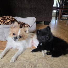 Pomeranian Puppies from Mary's Pomeranians