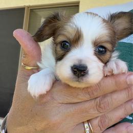Skye - Red white and sable female Papillon puppy in Surprise, Arizona from Papillons in Arizona