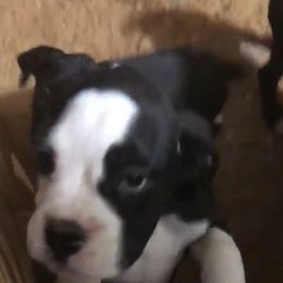 Boxers from Bedwell’s Babies