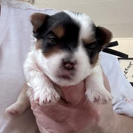 Blackie - Parti male Yorkshire Terrier puppy in La Verne, California from Heavenly Parti Yorkies
