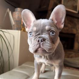 Truffle Bleue - Blue female French Bulldog puppy in Hurst, Texas from Fav Frenchie Boutique