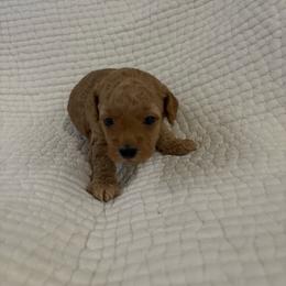 Girl puppy 3 - Apricot female Maltipoo puppy in Kansas City, Missouri from Waffles puppies