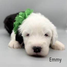 Emmy - Black and white female Old English Sheepdog puppy in Chattanooga, Tennessee from River City Doodles TN