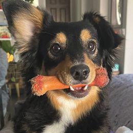 Bella - Miniature Australian Shepherd