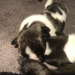 French Bulldog and Miniature Bull Terrier Puppies from DyHar Bullies