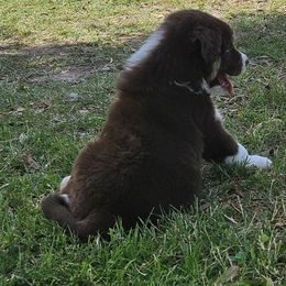 Australian Shepherd Puppies from Cali's Australian Shepherds