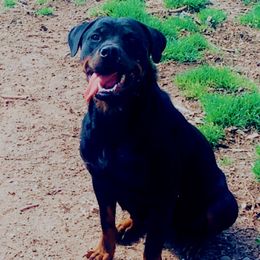 Nyx - Rottweiler