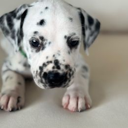 Green Collar Male - White and black male Dalmatian puppy in Hawkins, Texas from Snow Dalmatians