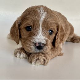 Rex - Cream male Cavapoo puppy in Vineyard, Utah from Pitter Patter Puppies