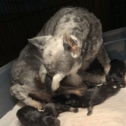 Pepper - Miniature Schnauzer