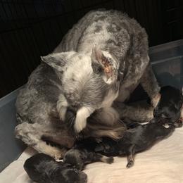 Pepper - Miniature Schnauzer
