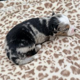 Boy 3 - Blue merle male Miniature Australian Shepherd puppy in Arcadia, Indiana from Sunset Cowgirl Mini Aussies