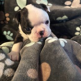 Australian Shepherd and Boston Terrier Puppies from PrimaShowDogs