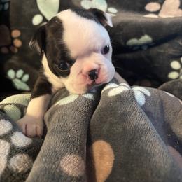 Australian Shepherd and Boston Terrier Puppies from PrimaShowDogs