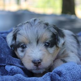 Aussiedoodle, Goldendoodle, Poodle, and Sheepadoodle Puppies from Draper Mountain Doodles