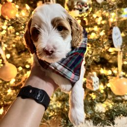 Goldendoodle Puppies from Duck River Goldendoodles