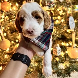 Goldendoodle Puppies from Duck River Goldendoodles