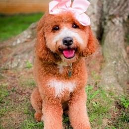 Ruby - GUARDIAN HOME - Read description - Red  female Goldendoodle puppy in Cleveland, Tennessee from Edgewater Doodles & Designer Pups